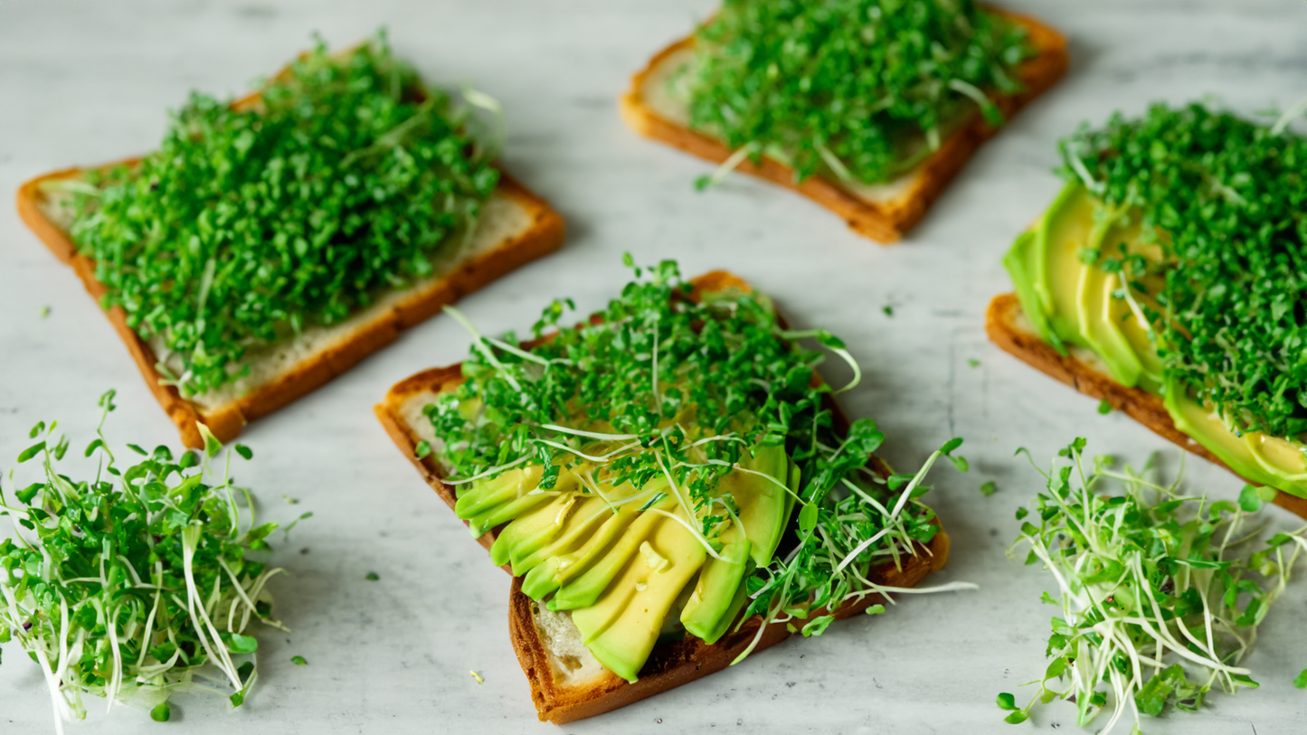 Kale Microgreen Seeds