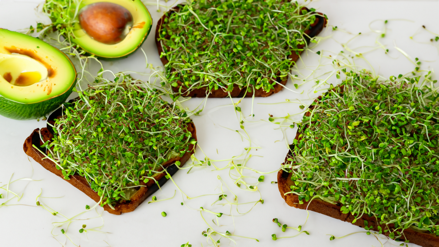 Kale Microgreen Seeds