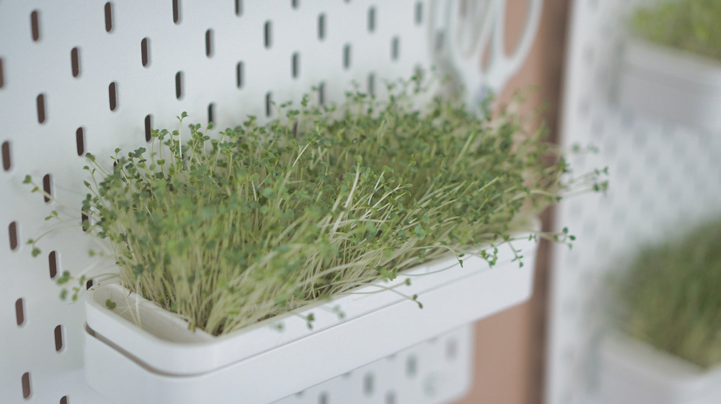 Plantaire Wall Garden - Large Starter Package