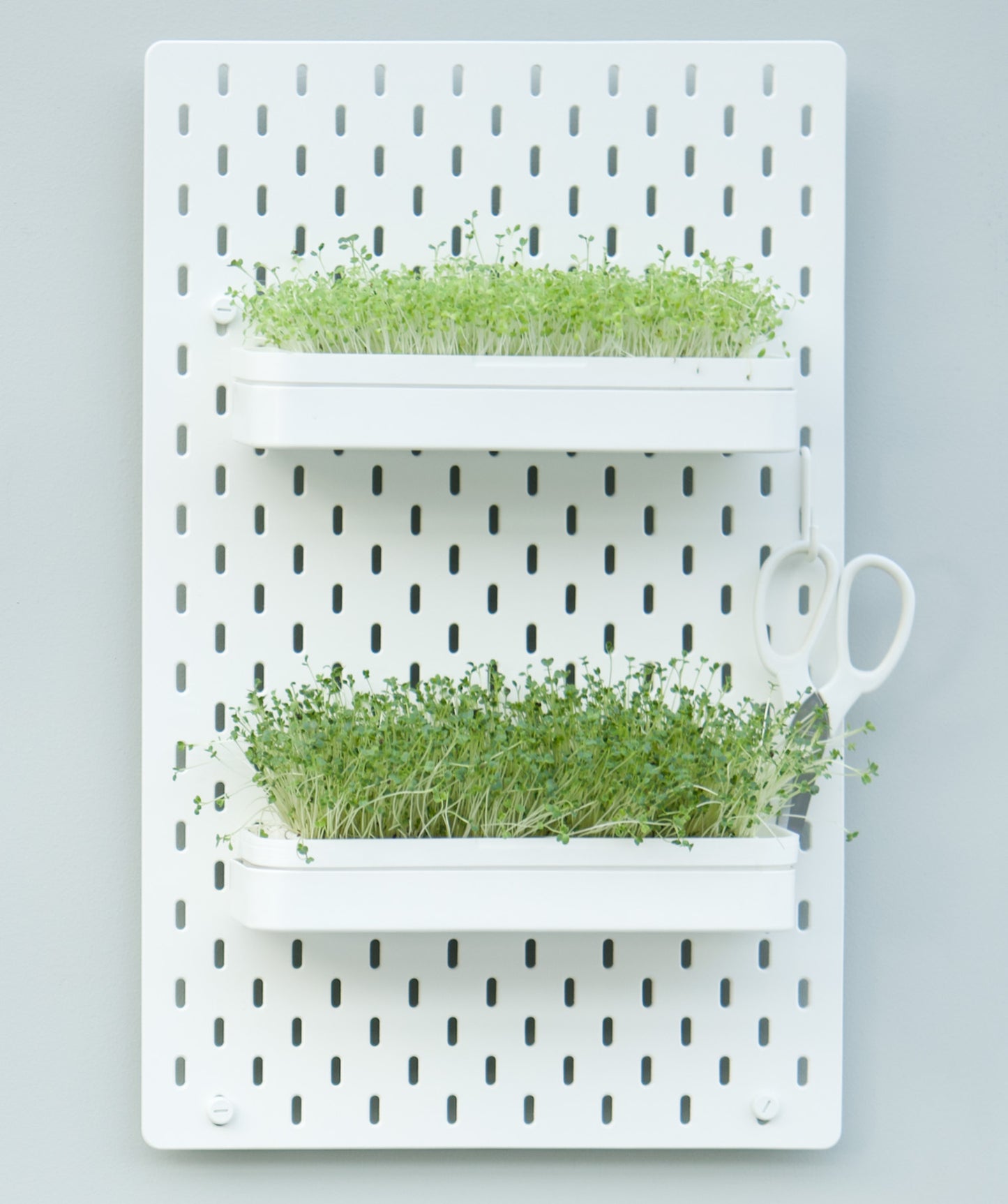 Plantaire Wall Planter - Large Starter Package