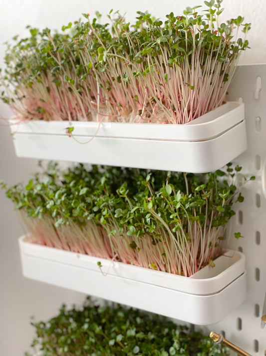 Radish Microgreens